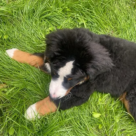 New G&p - Free Parking Apartman